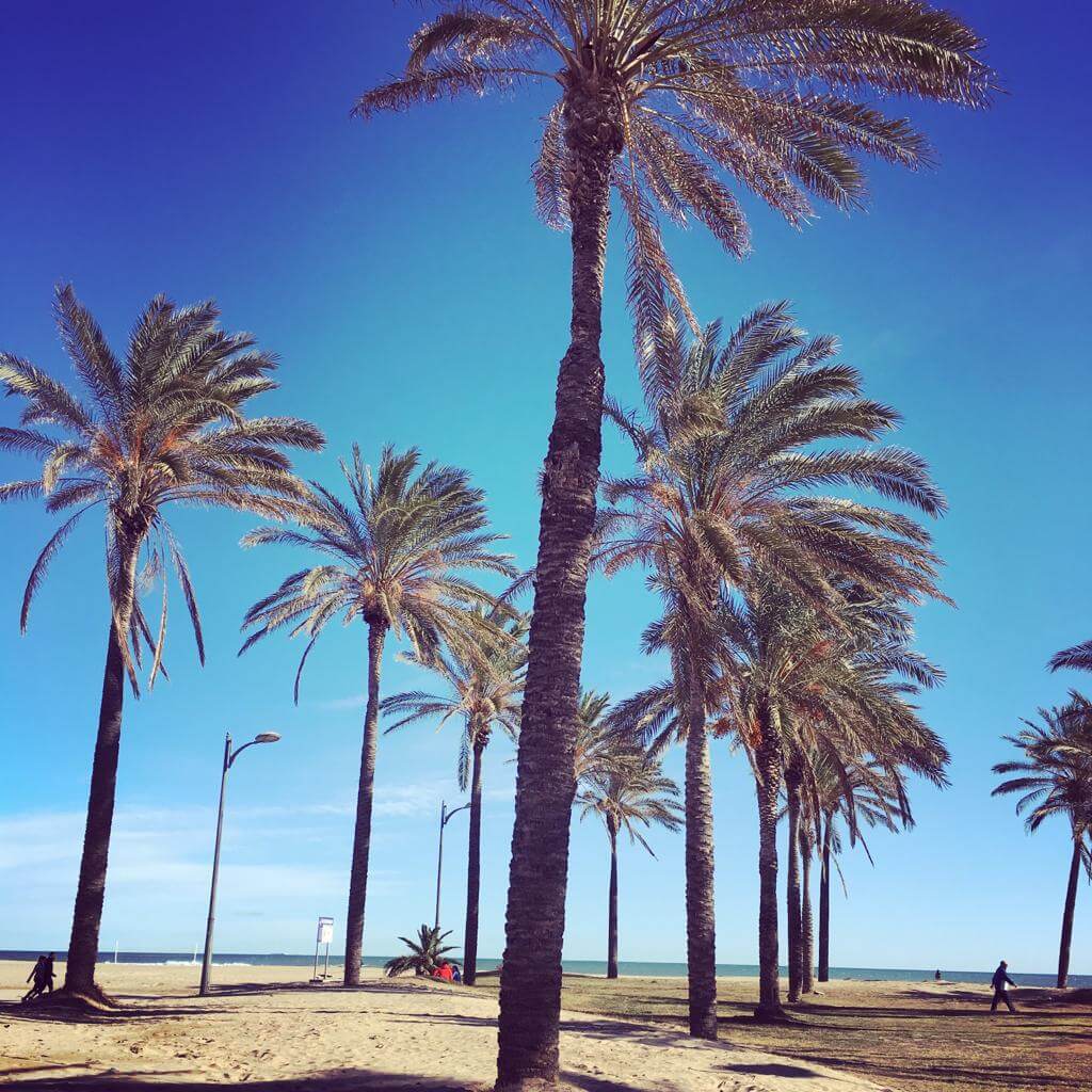 Strand palmbomen Valencia